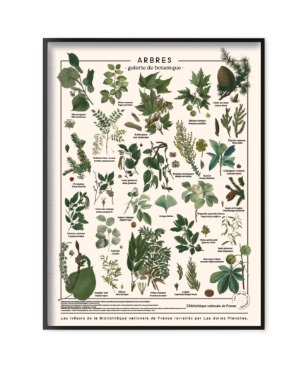 Arbres communs