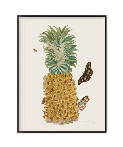 Ananas, Histoire générale des insectes de Surinam et de toute l'Europe - Maria Sibylla Merian 1771
