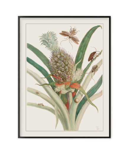 Ananas 2, Histoire générale des insectes de Surinam et de toute l'Europe - Maria Sibylla Merian 1771