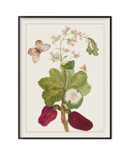 Cashou, Histoire générale des insectes de Surinam et de toute l'Europe - Maria Sibylla Merian 1771