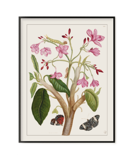 Jasmin des Indes, Histoire générale des insectes de Surinam et de toute l'Europe - Maria Sibylla Merian 1771