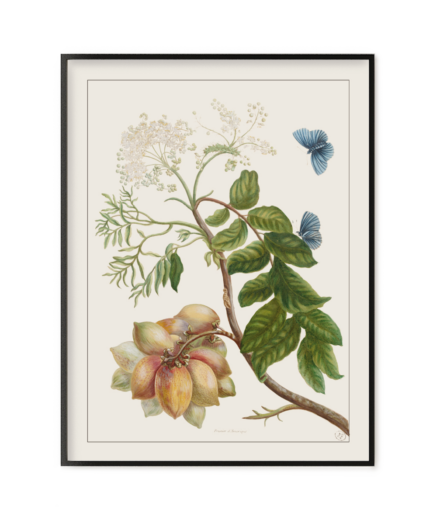 Prunier d'Amerique, Histoire générale des insectes de Surinam et de toute l'Europe - Maria Sibylla Merian 1771