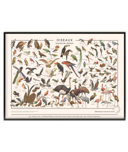 Oiseaux