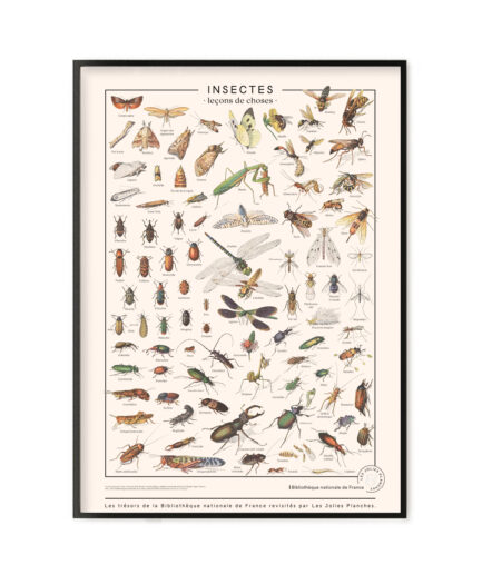 Insectes