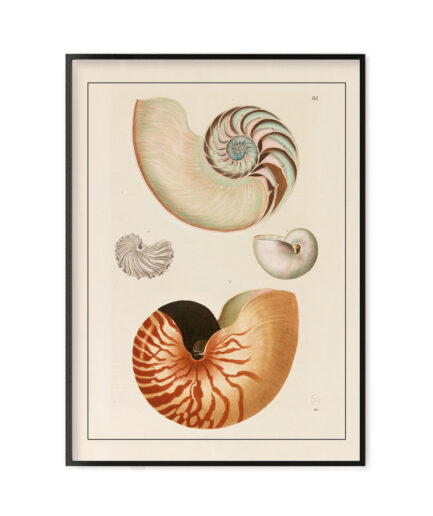 cabinet de curiosités – coquillages 2