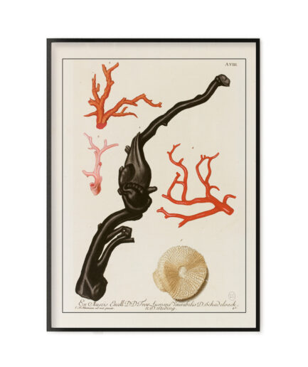 Cabinet de curiosités – Corail