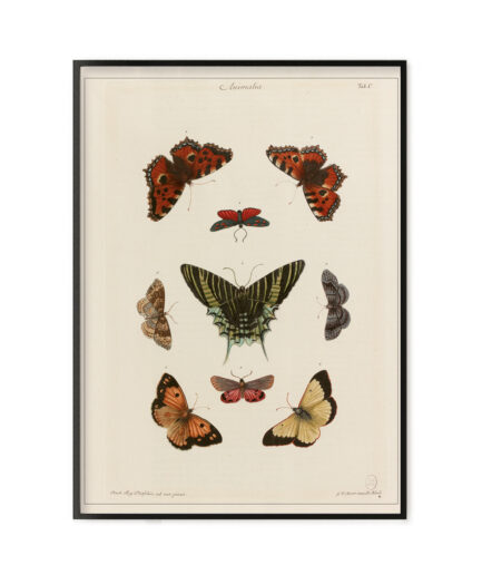 Cabinet de curiosités - Papillons 1