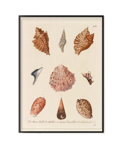 cabinet de curiosités - coquillages 1