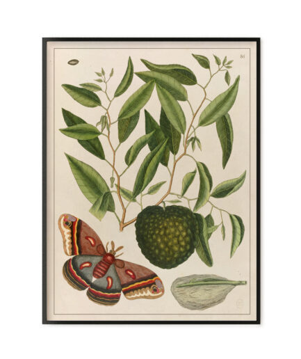 Papillon - “The natural history of Carolina, Florida…”
