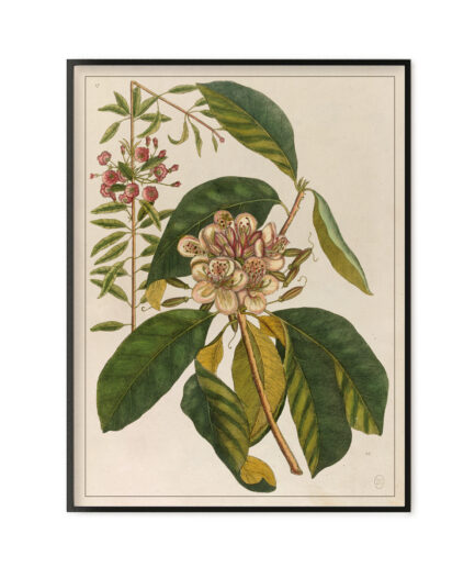 Fleur - “The natural history of Carolina, Florida…”