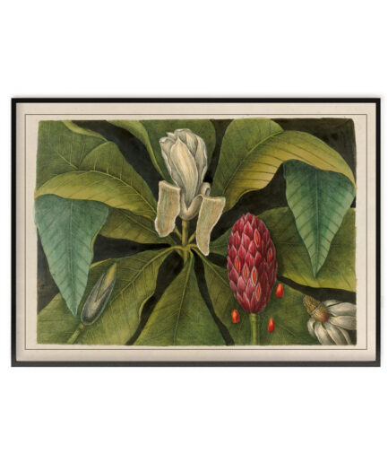 Magnolia II - “The natural history of Carolina, Florida…”