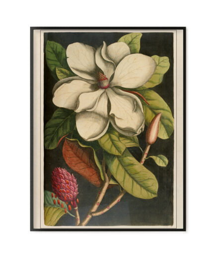 Magnolia 1 - “The natural history of Carolina, Florida…”