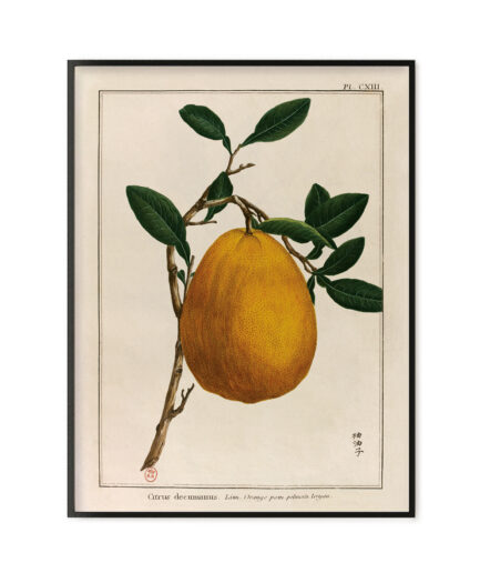 Pomelo - Le grand jardin extraordinaire