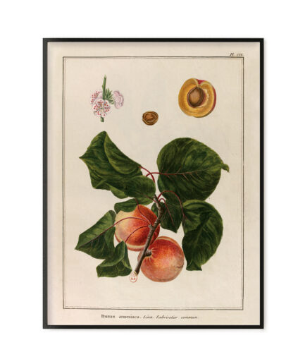 Abricots - Le grand jardin extraordinaire