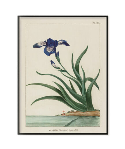 Iris - Le grand jardin extraordinaire