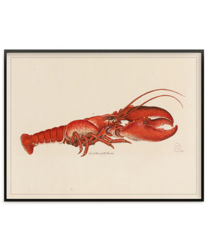 Cabinet de curiosité - Homard