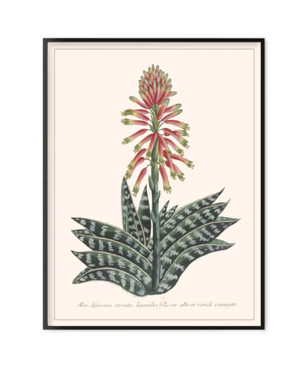 Aloe africana