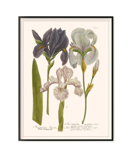Iris