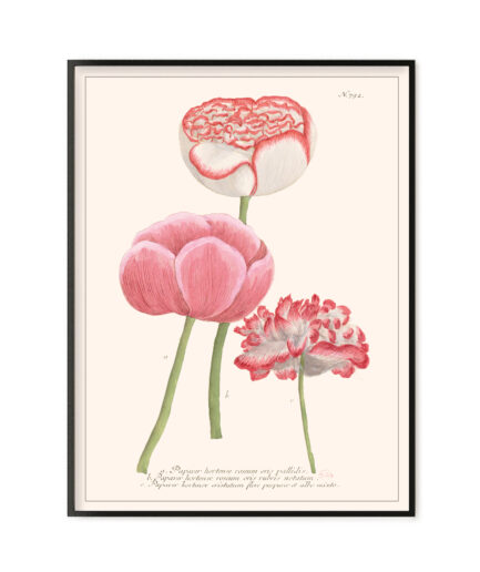 Papaver hortense