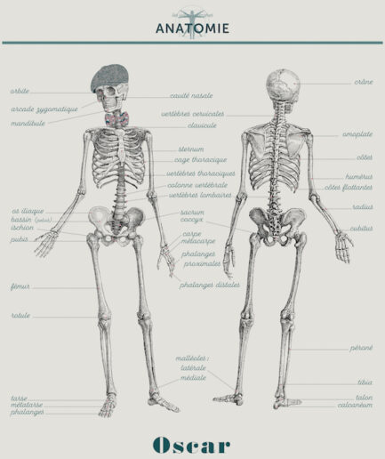 Anatomie