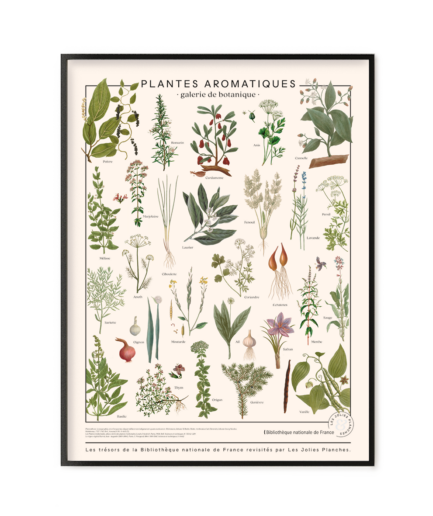Plantes aromatiques