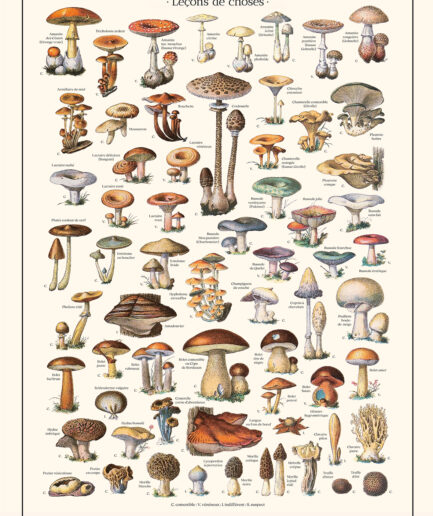 Champignons