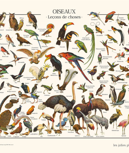 Oiseaux