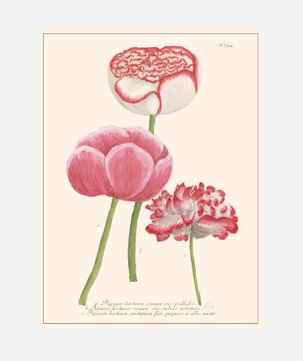 Papaver hortense