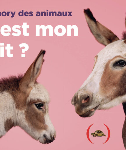 Où est mon petit ? Le memory des animaux