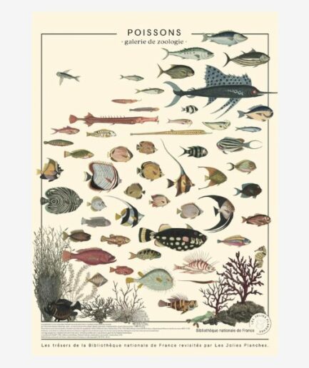 Affiche «Poissons exotiques» - 50 x 70 cm