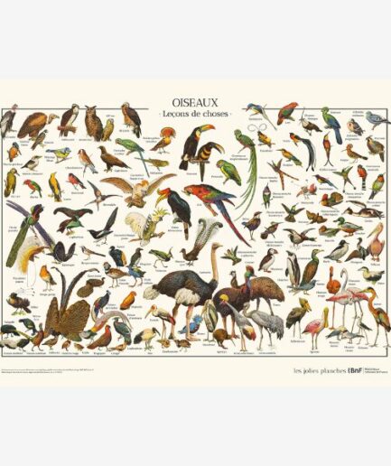 Affiche «Oiseaux» - 70 x 50 cm