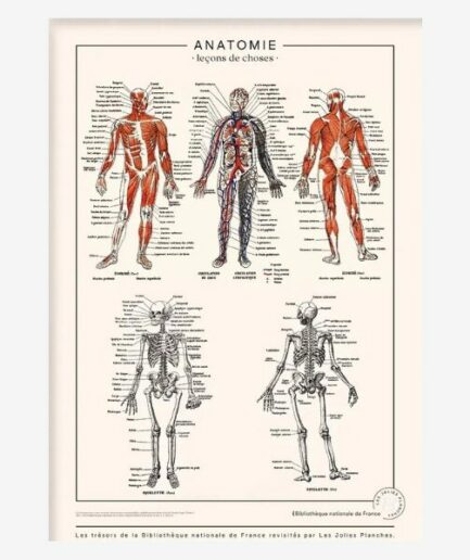 Affiche «Anatomie complète» - 50 x 70 cm