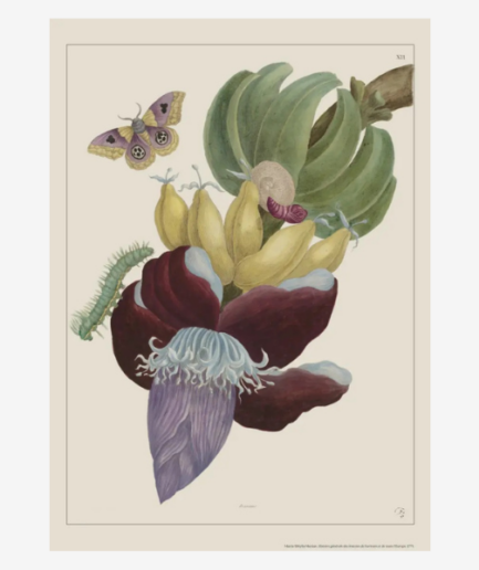 Affiche «Bananes» - 30 x 40 cm