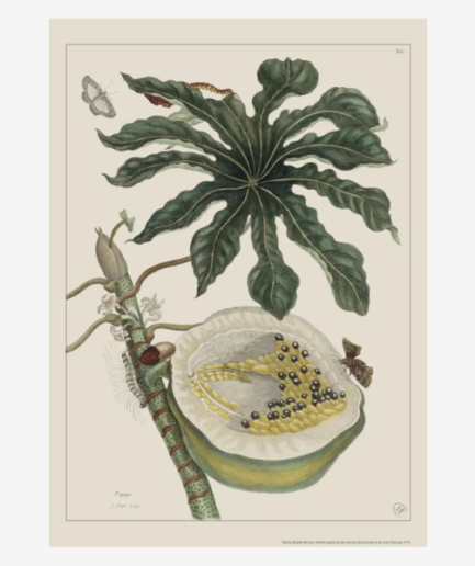 Affiche «Papaye» - 30 x 40 cm