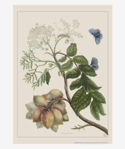 Affiche «Prunier d'Amerique» - 30 x 40 cm