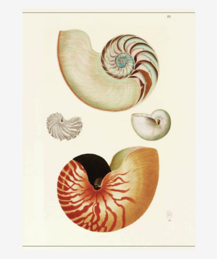 Affiche «Coquillages» - 30 x 40 cm