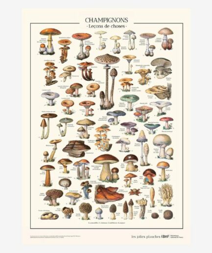 Affiche «Champignons» - 60 x 80 cm