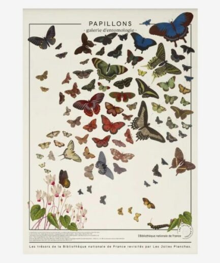 Affiche «Papillons» - 60 x 80 cm