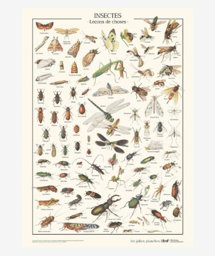 Affiche «Insectes» - 50 x 70 cm