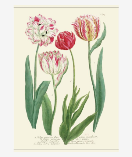 Affiche «Tulipes» - 30 x 40 cm