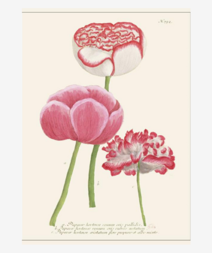 Affiche «Papaver hortense» - 30 x 40 cm