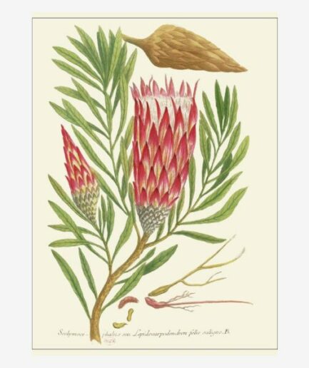 Affiche «Scolimoce» - 30 x 40 cm