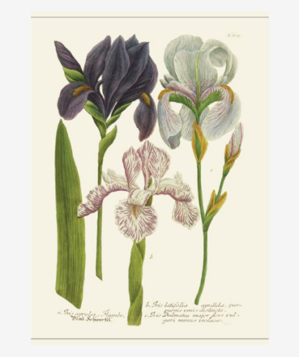 Affiche «Iris» - 30 x 40 cm