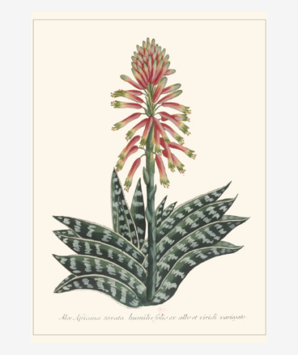 Affiche «Aloe africana» - 30 x 40 cm