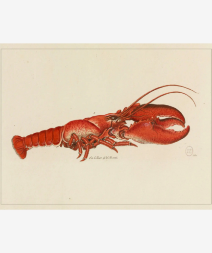Affiche «Homard» - 30 x 40 cm