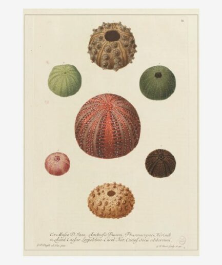 Affiche «Oursins» - 30 x 40 cm