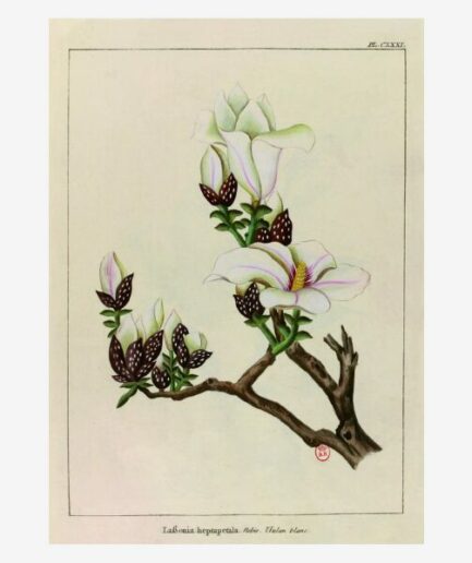 Affiche «Iulan blanc – Le grand jardin» - 30 x 40 cm