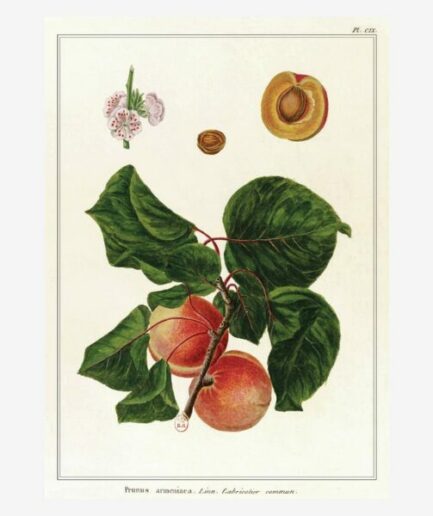 Affiche «Abricots» - 30 x 40 cm