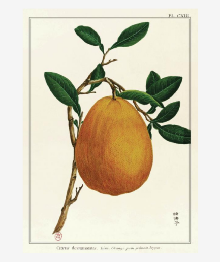 Affiche «Pomelo» - 30 x 40 cm