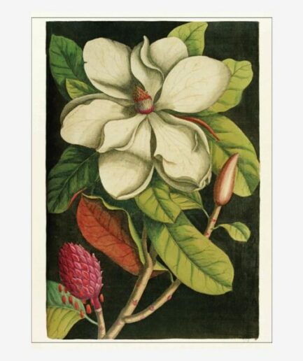 Affiche «Magnolia» - 30 x 40 cm